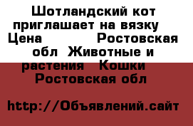 Шотландский кот приглашает на вязку  › Цена ­ 2 000 - Ростовская обл. Животные и растения » Кошки   . Ростовская обл.